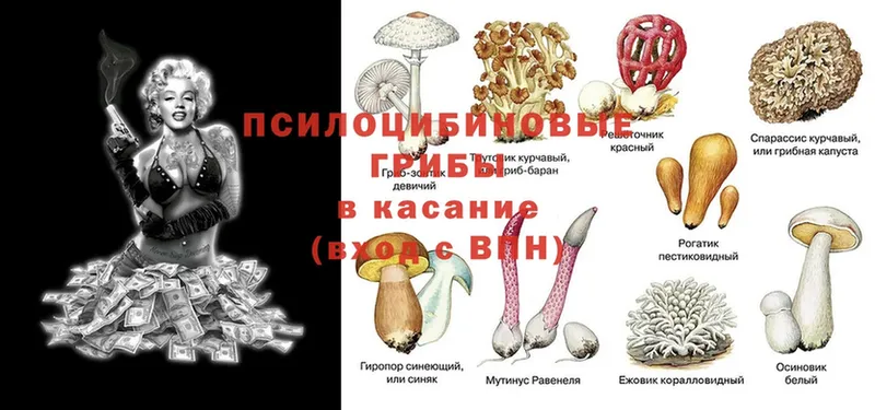 магазин продажи   Кумертау  Псилоцибиновые грибы Magic Shrooms 